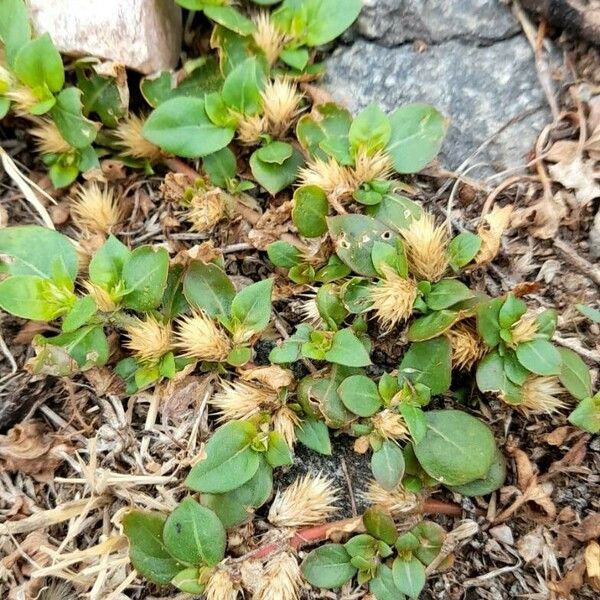 Alternanthera pungens 整株植物