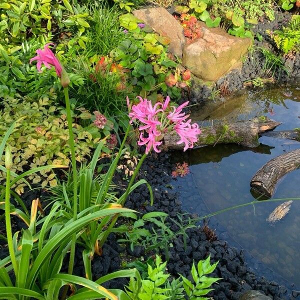 Nerine sarniensis Yeri