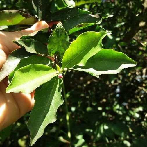 Malpighia glabra पत्ता