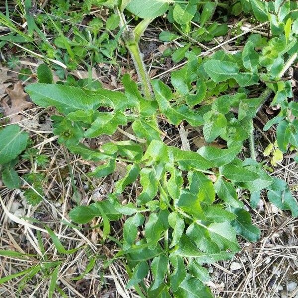 Opopanax chironium Leaf