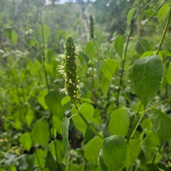 Agastache nepetoides 花