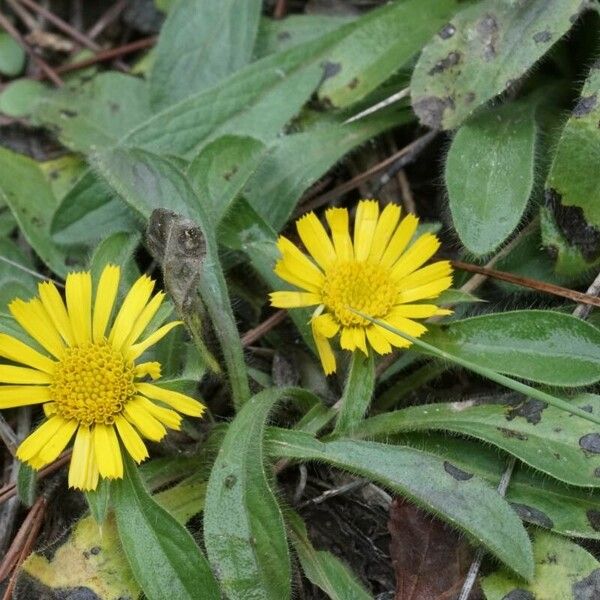 Asteriscus aquaticus Flower