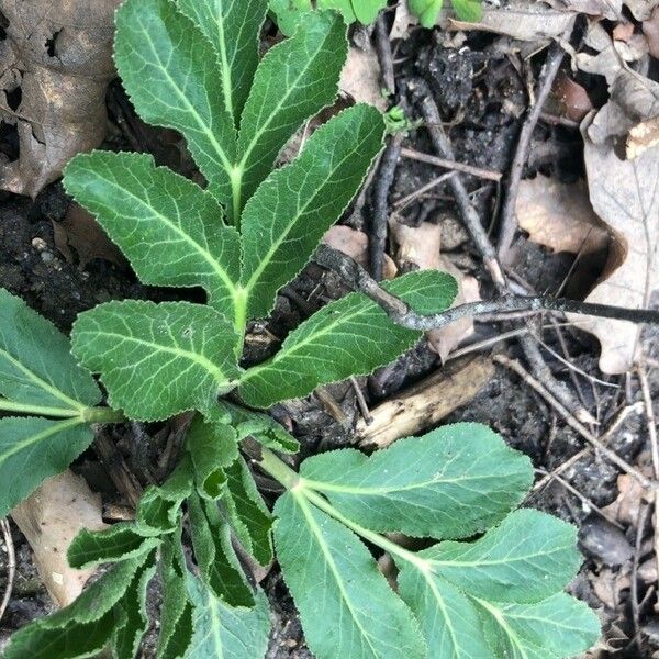 Opopanax chironium ഇല