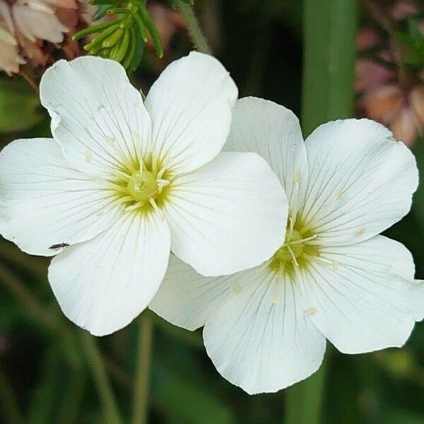 Arenaria montana Flower