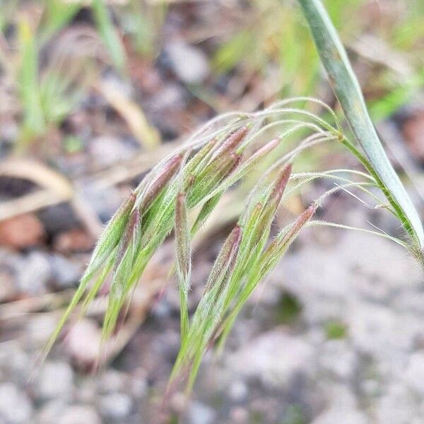 Bromus tectorum Flower