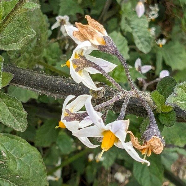 Solanum douglasii Цвят