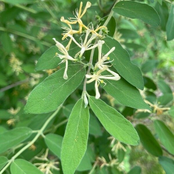 Lonicera morrowii Flower