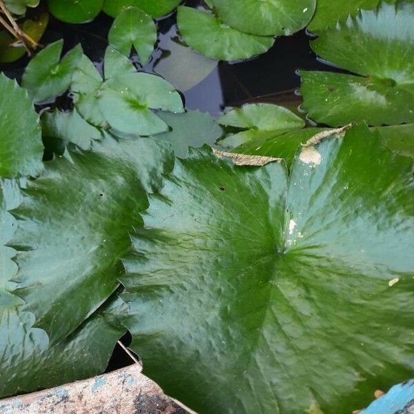 Nymphaea lotus Leaf