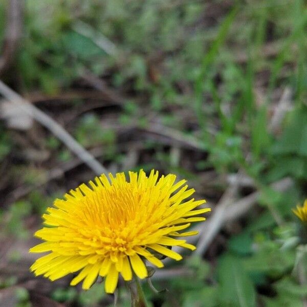 Taraxacum campylodes Flower