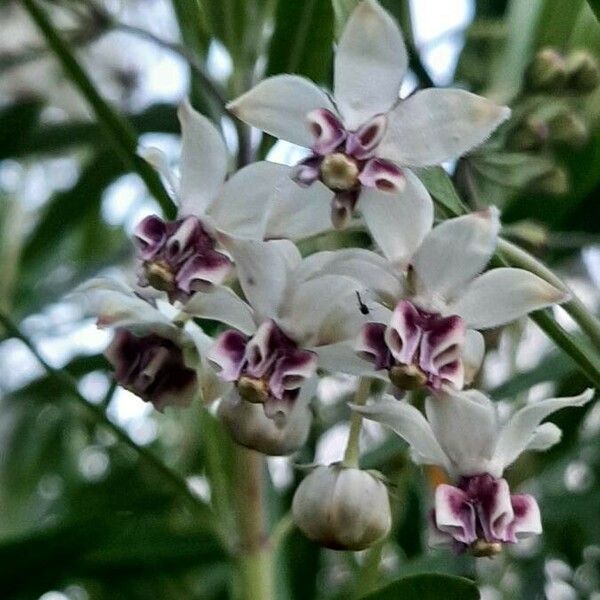 Gomphocarpus physocarpus Blomst