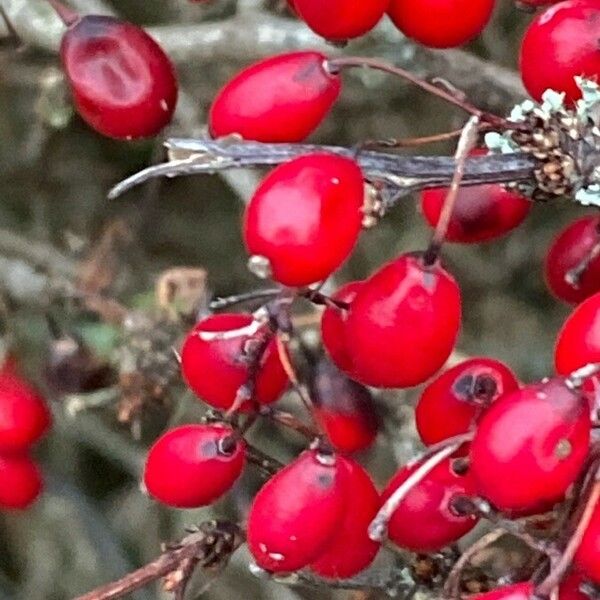 Berberis thunbergii Gyümölcs