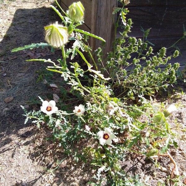 Hibiscus cannabinus ᱥᱟᱠᱟᱢ