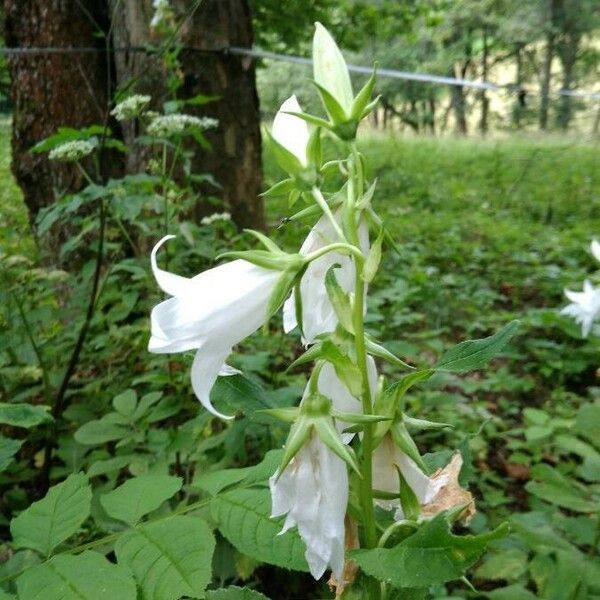 Campanula latifolia Çiçek