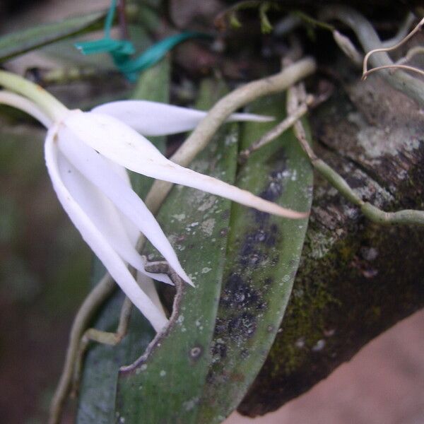 Aerangis gravenreuthii Flor