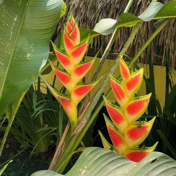 Heliconia wagneriana Folha