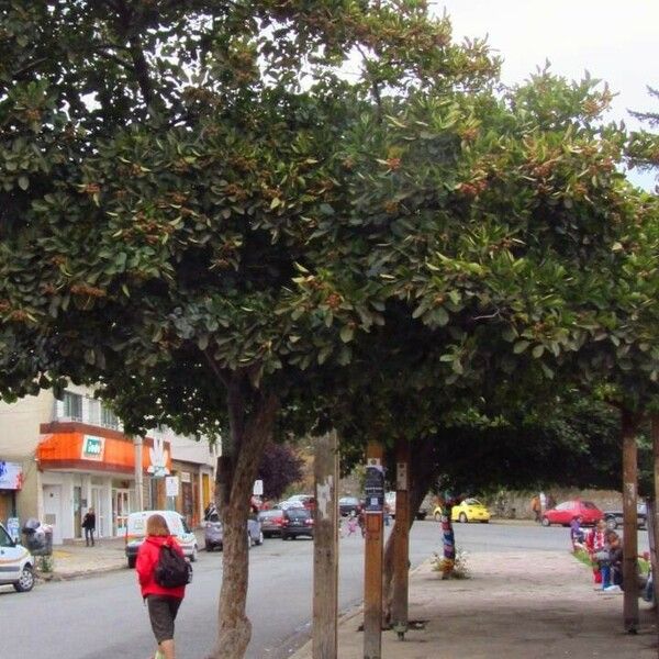 Crataegus persimilis Характер