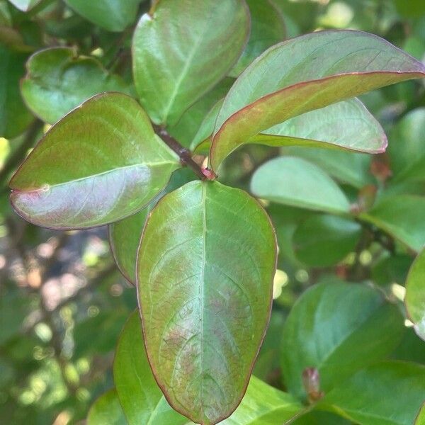 Lagerstroemia indica برگ