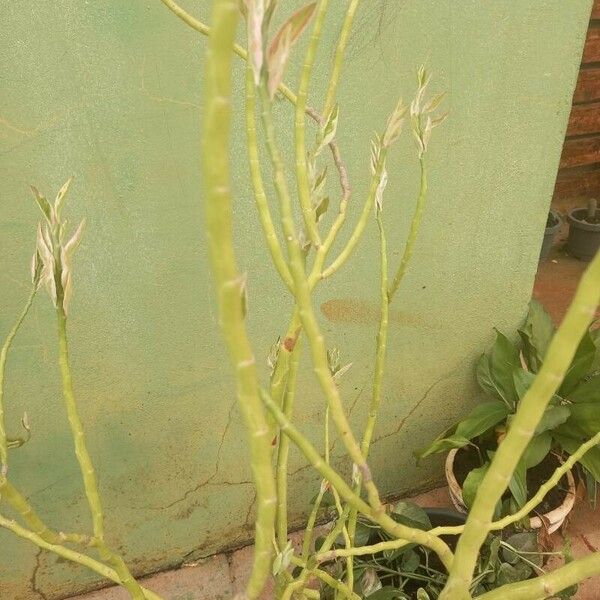 Euphorbia tithymaloides Bark