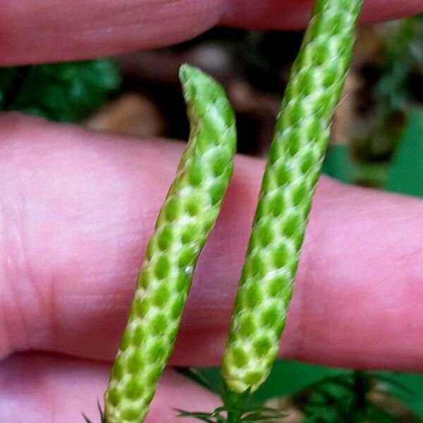 Lycopodium annotinum 花