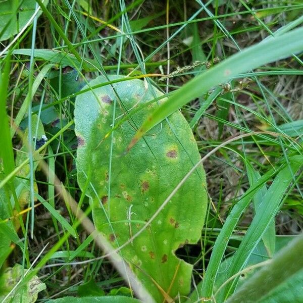 Arnica montana Blad