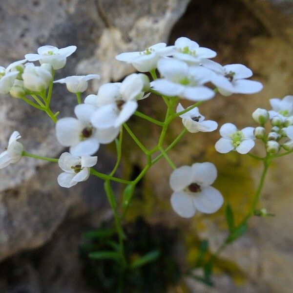 Kernera saxatilis Kvet