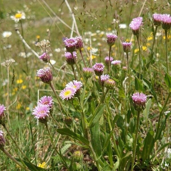 Erigeron alpinus Hábito