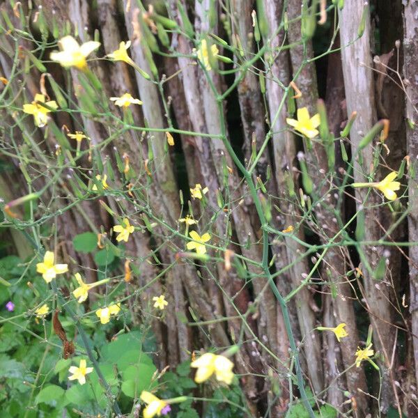 Mycelis muralis Flower