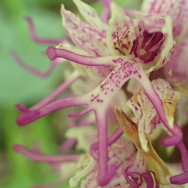 Orchis simia Floro