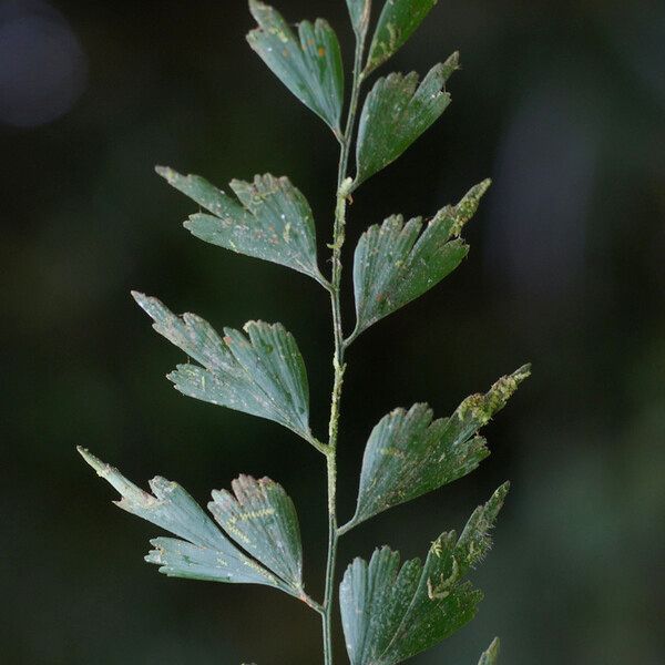 Asplenium affine পাতা