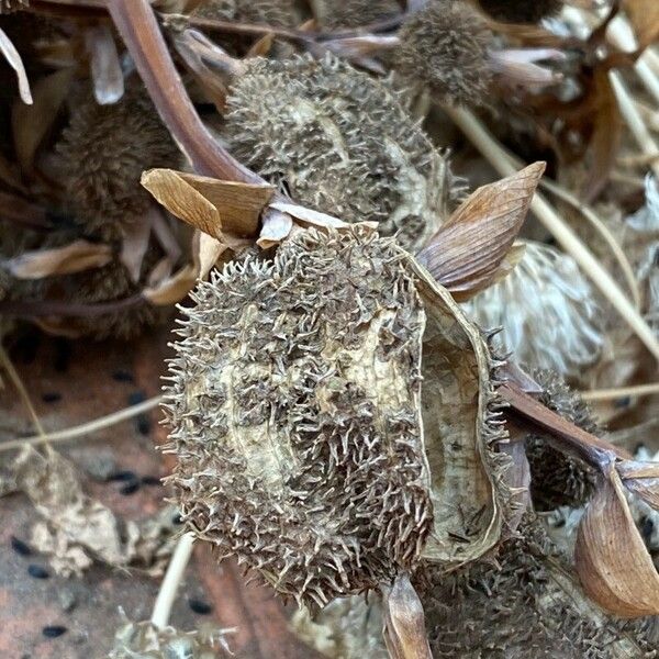 Ricinus communis Fruit