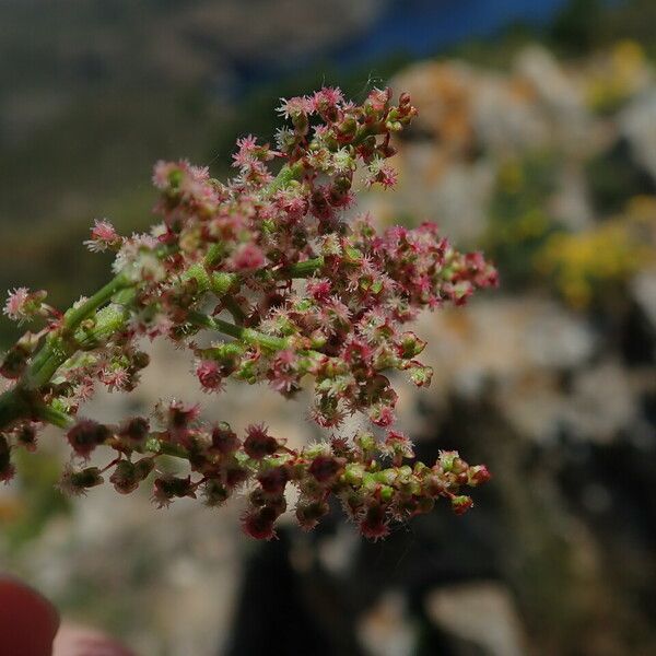 Rumex intermedius Fleur