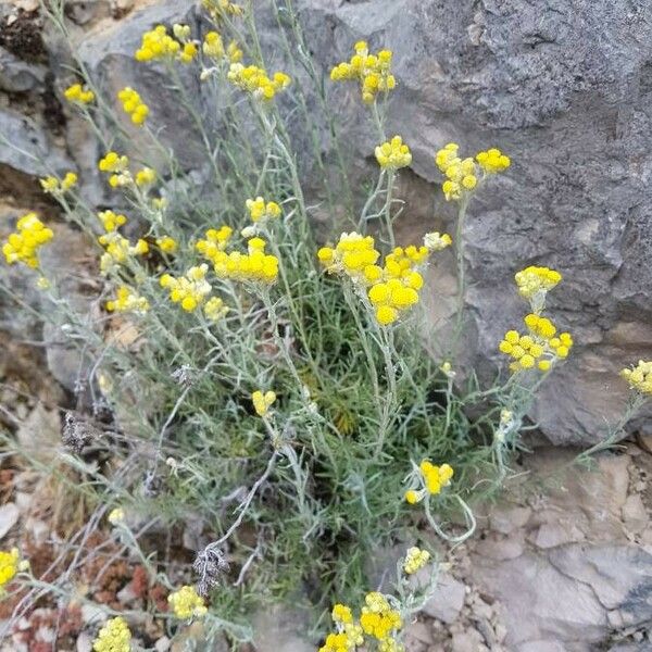 Helichrysum stoechas Celota