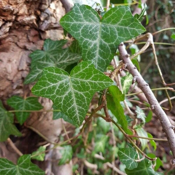 Hedera hibernica Fuelha