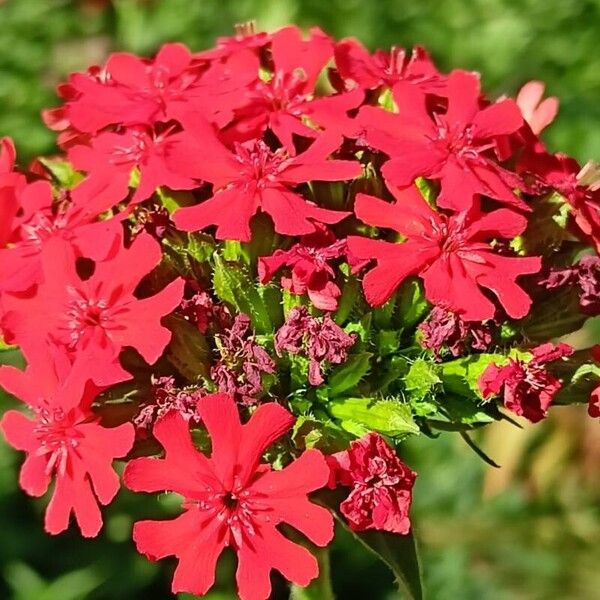 Silene chalcedonica Flors