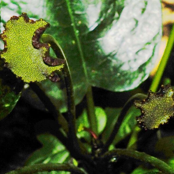 Dorstenia elata Цвят