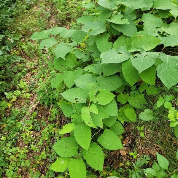 Reynoutria sachalinensis Habitatea