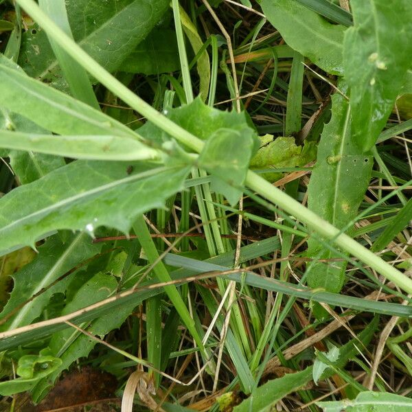 Sonchus maritimus Foglia