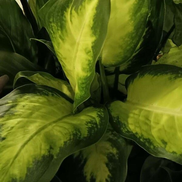 Aglaonema commutatum Deilen