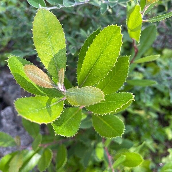 Photinia arbutifolia Blad