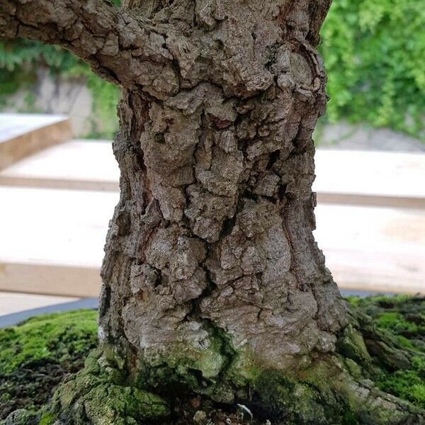 Acer palmatum Écorce