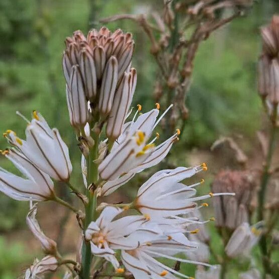 Asphodelus ramosus Floare