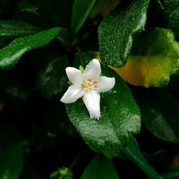 Ehretia microphylla Flower