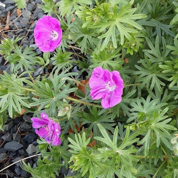 Geranium sanguineum Цвят