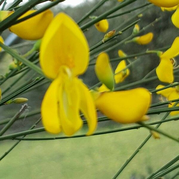 Cytisus scoparius 花