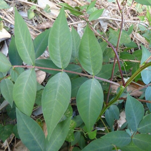 Senna occidentalis Blatt