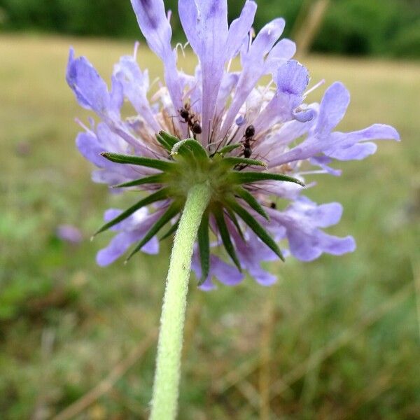 Scabiosa cinerea Flor