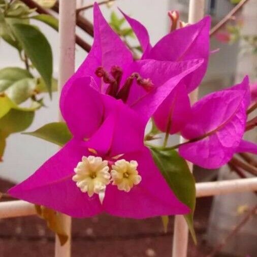 Bougainvillea spectabilis Flower