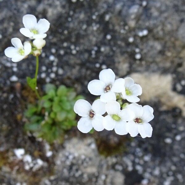 Kernera saxatilis Flower