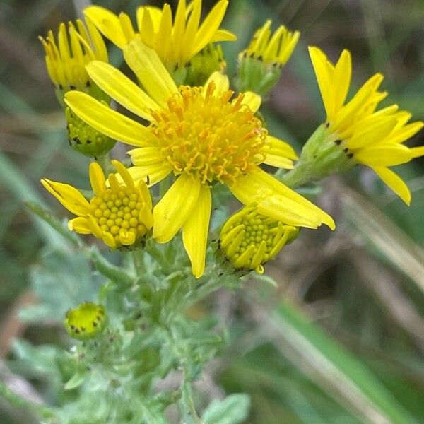 Jacobaea erucifolia Flor