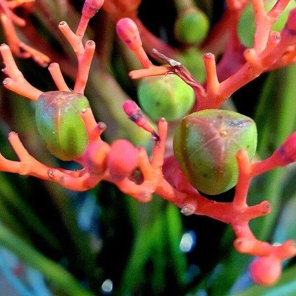 Jatropha podagrica Annet